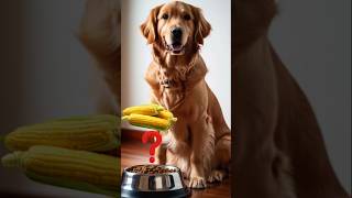 The Truth About GrainFree Dog Foods 🐕 Are They Really Better BarkTipsTVDogNutritionDogHealth [upl. by Linnet]