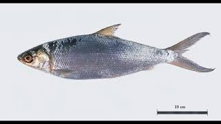 AQUA  Milkfish Bangus  Anatomy amp Dissection G3A [upl. by Artnoed]