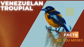 Venezuelan troupial facts [upl. by Phillie]