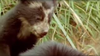 Spectacled Bear Cubs and More  Andes The Dragons Back  BBC Studios [upl. by Atiuqes]