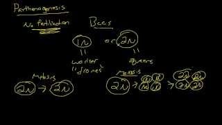 Biology  Parthenogenesis The Basics [upl. by Niloc]