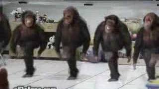 5 funny monkeys dancing [upl. by Schmitt]