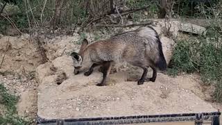 A feeding of Bateared foxes and Slendertailed meerkat [upl. by Nanda]