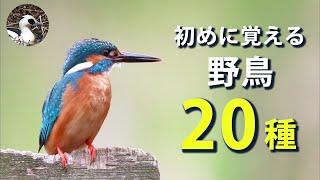 【解説】保存版！初めに覚える野鳥20種！観察初心者は全員見ろ！ [upl. by Bartko]