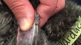 How to Remove a Tick from Your Pet  MedVet [upl. by Stokes]