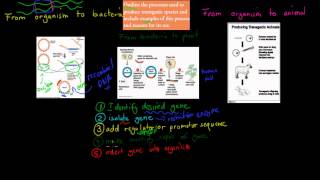 3 Transgenic species HSC biology [upl. by Boaten]