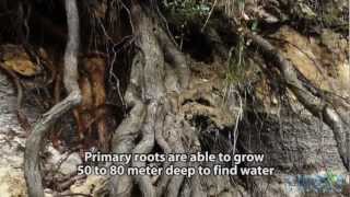 Make perfect vertically downwards growing primary root system to reforest deserts and rocks [upl. by Nrobyalc]