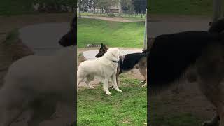 Pyrenees vs German Shepard [upl. by Ahterahs216]