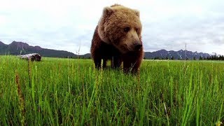 Grizzly Bear Extreme Close Up  Great Bear Stakeout  Episode 1  BBC [upl. by Crow527]