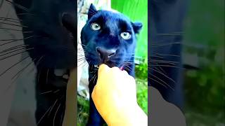 Amaira Ko Laga Ye Billi Hai 🤣 shorts funny cat comedy [upl. by Madella578]