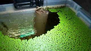 Diy Strainer for Intake of Aquarium Filter [upl. by Adil]