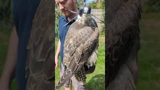 2023 Female Saker Falcon Falco Cherrug Ring 2305 [upl. by Aicil]