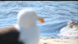 West Yarmouth MA Seagull Beach [upl. by Elsilrac]