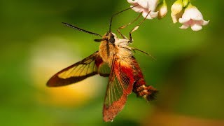 Hummingbird Moth Natures Incredible Mimic [upl. by Lalage]