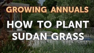 How to Plant Sudan Grass [upl. by Nodlehs]