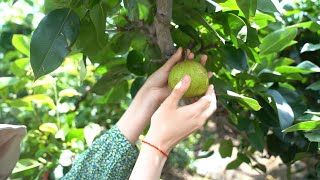 GLOBALink  Traditional delicacy on Liqiu solar term pear [upl. by Axel197]