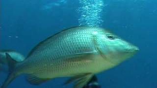 Spangled Emperor Lethrinus nebulosus [upl. by Orferd]