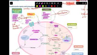 CVS pharmacology from first aid [upl. by Chlores]