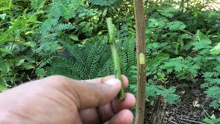 How To Graft  Grafting Branch Tree With Sprout Tree On Branch  Cut amp Wrap [upl. by Megan]