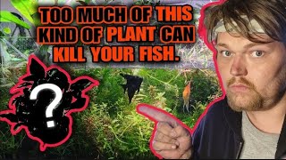 Can you have TOO MANY PLANTS in Your Aquarium Yes Plants Can Even Crash Your Tank plantedtank [upl. by Almeta]