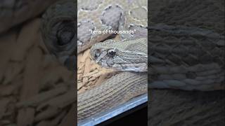 Venomous snakes actually SAVE lives reptiles venomoussnakes lifesaving snakebite pets [upl. by Luce726]