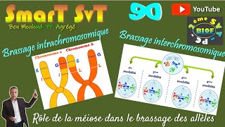 90Brassage interchromosomique et brassage intrachromosomique [upl. by Adnahsal]