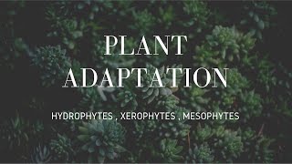 Plants Adaptation  Hydrophytes  Xerophytes  Mesophytes [upl. by Eiclehc749]