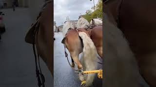 Horse riding stables life with horses shorts youtubeshorts viralshorts viralvideo vialreels [upl. by Margareta]