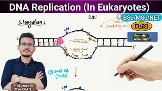 DNA replication in Eukaryotes Part 2  Molecular biology  Pnkj Verma Sir [upl. by Ahseekan]