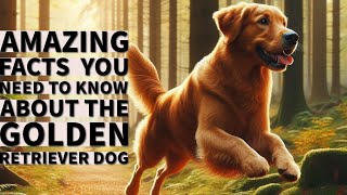 GOLDEN RETRIVER DOG dog goldenretriever doglovers pets [upl. by Aicetel15]