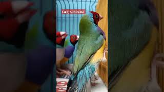 Redheaded Beautiful flock of Gouldian Finches Finchbirdsbirdcolourful [upl. by Peters]