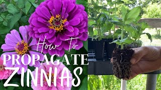 How To Propagate Zinnias With Updates [upl. by Xer]