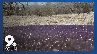 Mysterious purple spheres found in the desert [upl. by Nawoj]