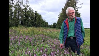 Marsh Woundwort with John Feehan in July Wildflowers of Offaly series [upl. by Ennaillij]