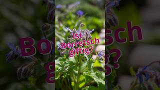 Ist Borretsch giftig 🤢 wildkräuter garten heilpflanzen sommer borretsch kräuterkeller [upl. by Tewfik]