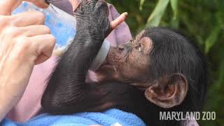 Baby Chimpanzee Bottle Feeding [upl. by Ramey]