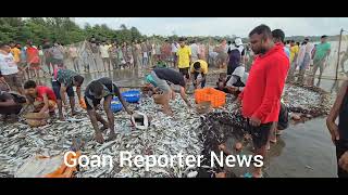 Goan Reporter BUMPER FISH CATCH AGAIN AT CARANZALEM BEACH ON THURSDAY [upl. by Sherwood]