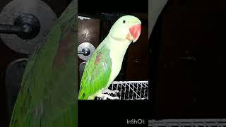 Parrot Saying Mitthu  alexandrine perroquet loro parakeet parrot [upl. by Llerahc437]