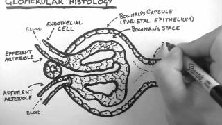 Renal Anatomy 3  Glomerular Histology [upl. by Elvia964]