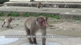 【高崎山自然動物園】群れを変えるオスザルたち [upl. by Salomi]