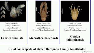 List of Arthropoda of Order Decapoda Family Galatheidae galathea munida munidopsis agononida iris [upl. by Aerdnac]