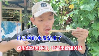 自己种的水瓜结瓜了，原生态绿色种植，吃起来健康美味！ [upl. by Sueaddaht]