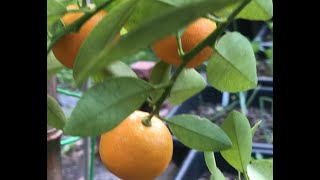 Calamondin Citrus Fruit Tree  Zone 7 [upl. by Oitaroh]