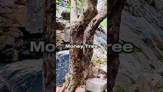 Why Do People Hammer Coins into This Tree in Rajasthan coinstree telugunews telugufacts shorts [upl. by Ainesey]