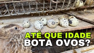 ATÉ QUE IDADE UMA CODORNA JAPONICA BOTA OVO E Porque Botam Mais Que as Gigantes [upl. by Gnoc]