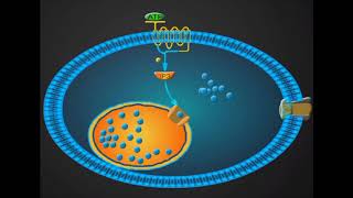 Antiplatelet drug animation Clopidogrel [upl. by Amieva]