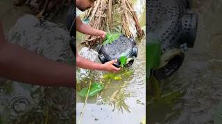 A great way to catch koi fish with chai fishing fish chaifishing village [upl. by Zipah911]