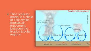 The Tricellular Model Hadley Ferrel amp Polar Cell [upl. by Biagio]