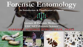 Forensic Entomology  An Introduction amp Classification  Lecture  28  UGC NET  Forensic Science [upl. by Katherin]