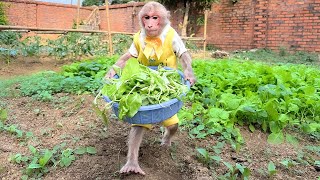 Bibi harvests vegetables and sweet potatoes to help Dad [upl. by Aneeles]